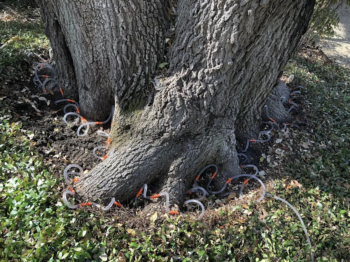 Detailed Tree Cabling and Bracing job site in Colchester