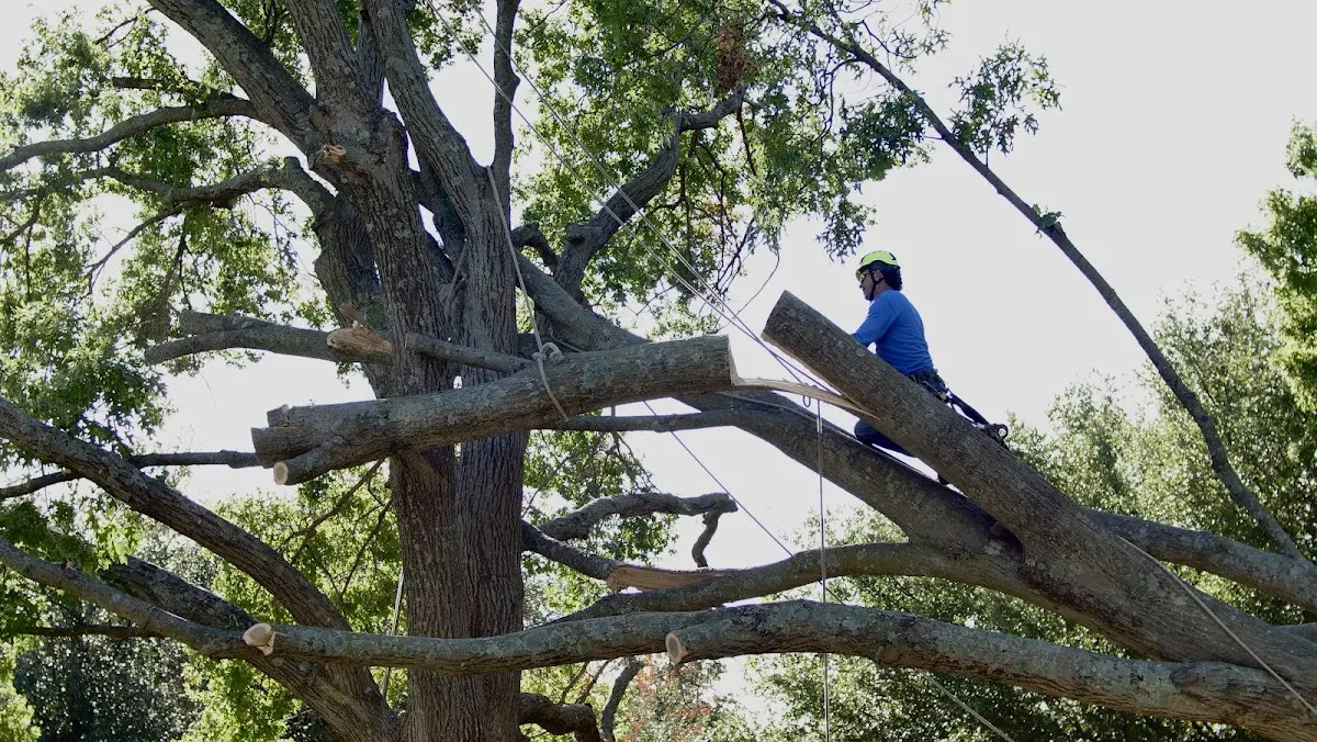 Professional Hazardous Tree Removal performed by certified arborists in Colchester